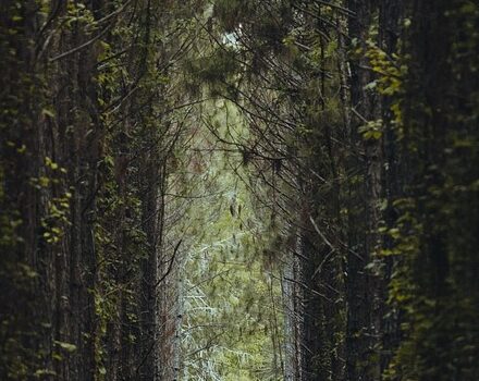 hall, trees, nature, forest, path, pathway, leaves, green