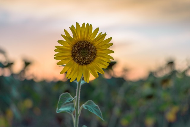 girasol, amarillo, atardecer, naturaleza, campo, paisaje, amarillo, amarillo, amarillo, amarillo, amarillo, paisaje, paisaje, paisaje, paisaje